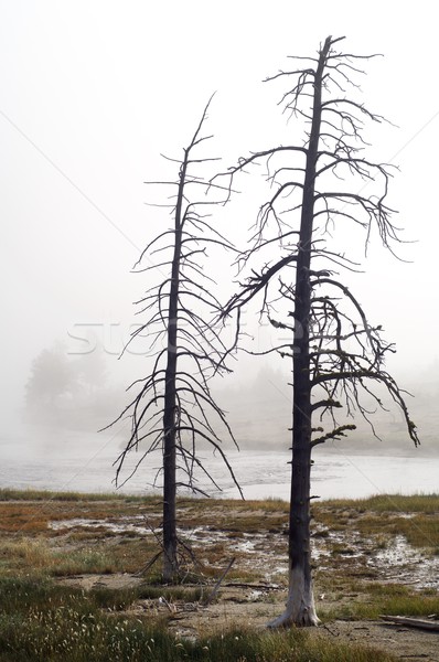 Fák levelek köd park Egyesült Államok absztrakt Stock fotó © pedrosala