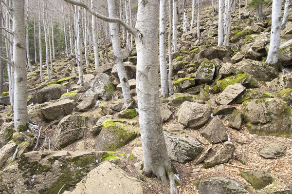 winter beech Stock photo © pedrosala