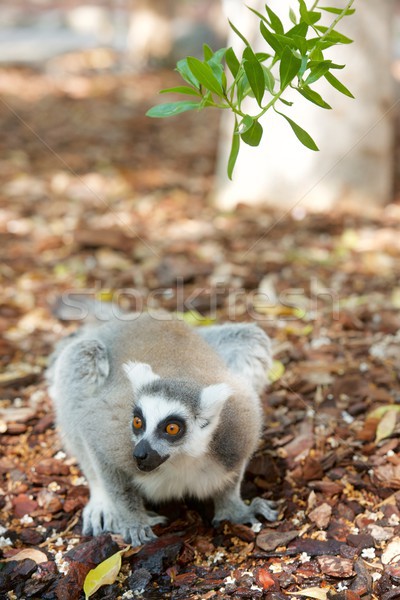 Forêt animaux captivité nature singe [[stock_photo]] © pedrosala