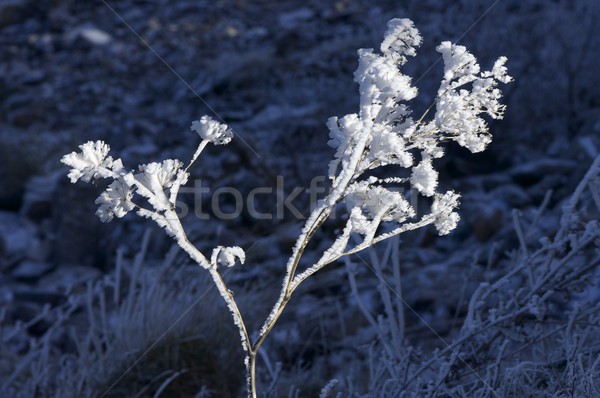 Stock foto: Frost · Anlage · natürlichen · Park · Gras · abstrakten