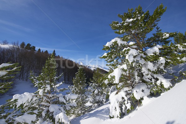 Winter Stock photo © pedrosala