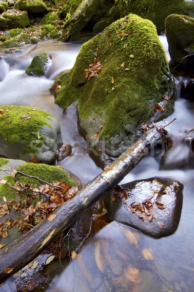 Creek Stock photo © pedrosala