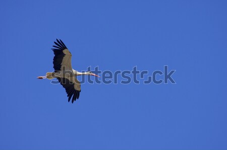 Stork Stock photo © pedrosala