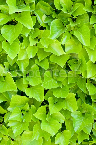 Ivy background Stock photo © pedrosala