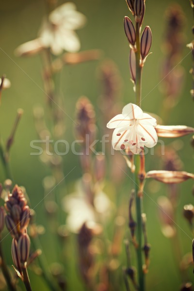 Dziki kwiat kwiat trawy różowy piękna Zdjęcia stock © pedrosala