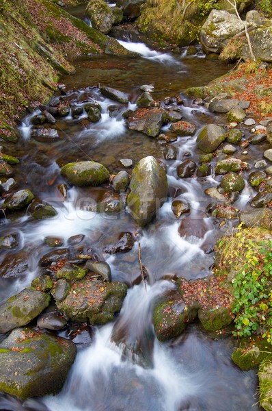 шелковистый потока лес осень долины лист Сток-фото © pedrosala