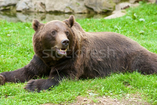 Grizzly medve közelkép Franciaország medve fogság természet Stock fotó © pedrosala