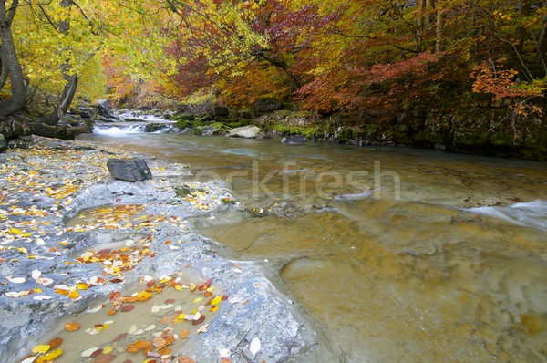 парка шелковистый потока лес осень дерево Сток-фото © pedrosala