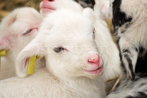 Little lamb. Stock photo © pedrosala