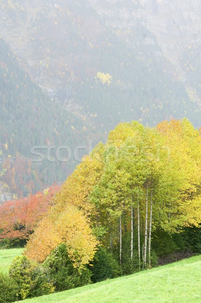 Fall forest Stock photo © pedrosala