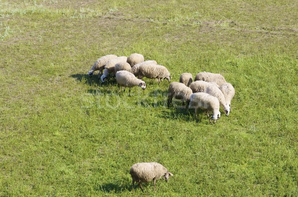 flock Stock photo © pedrosala