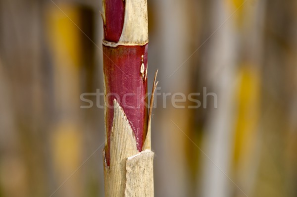 Reeds Stock photo © pedrosala