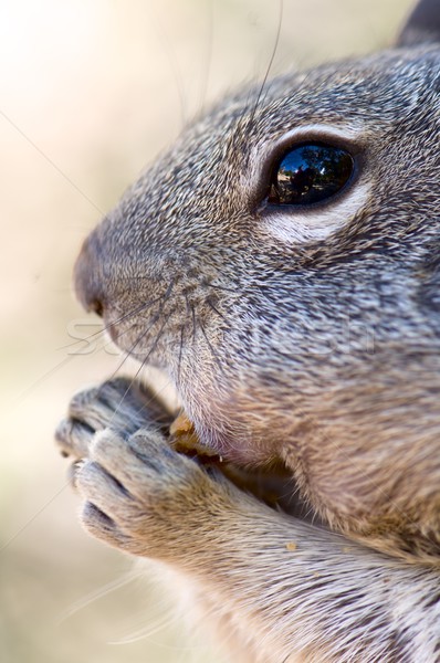 Chipmunk close up Stock photo © pedrosala