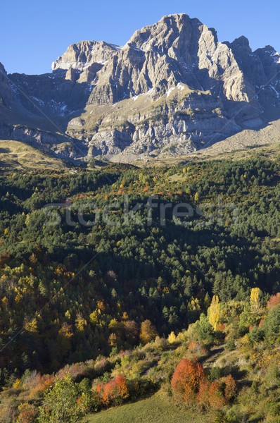 Autumn Stock photo © pedrosala