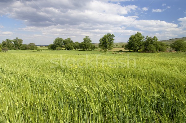Сток-фото: зеленый · луговой · деревья · облака · весны · трава