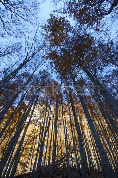 Orman arka ışık park ağaç doğa yaprak Stok fotoğraf © pedrosala