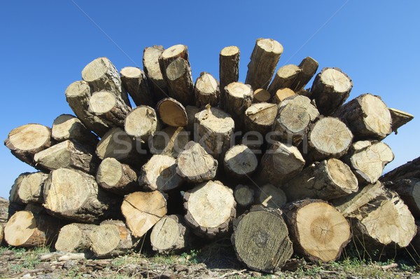 Csoport fenyőfa textúra tájkép háttér fák Stock fotó © pedrosala