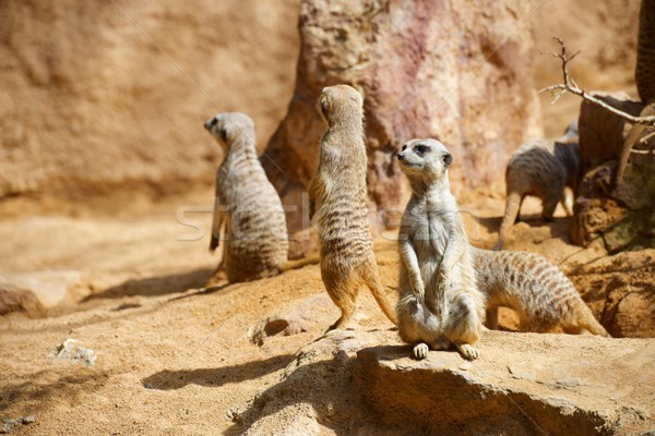 動物園 動物 囚禁 沙漠 美女 口 商業照片 © pedrosala