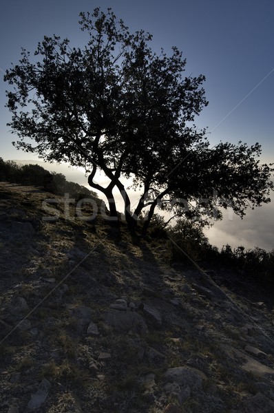backlit oak Stock photo © pedrosala
