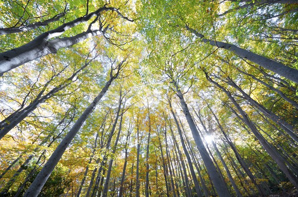 beech forest Stock photo © pedrosala