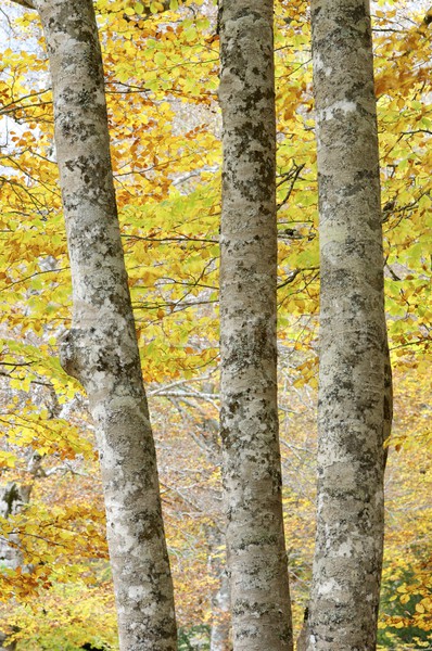 Bomen vallei boom landschap berg Stockfoto © pedrosala