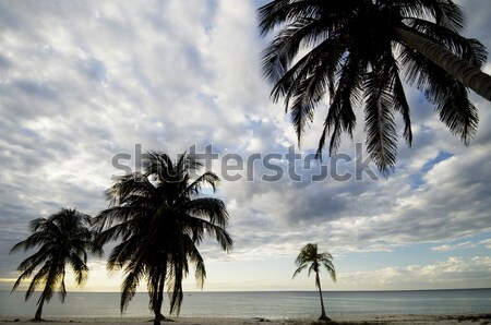 tropical sunset Stock photo © pedrosala