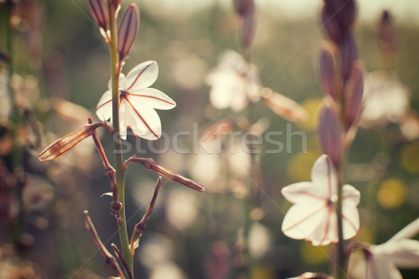 Dziki kwiat kwiat trawy różowy piękna Zdjęcia stock © pedrosala