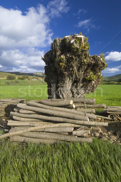 felled tree Stock photo © pedrosala