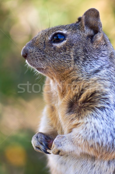 Chipmunk Grand Canyon parque EUA floresta Foto stock © pedrosala