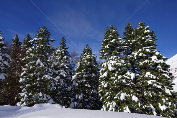Foto stock: Invierno · valle · árbol · nieve · árboles