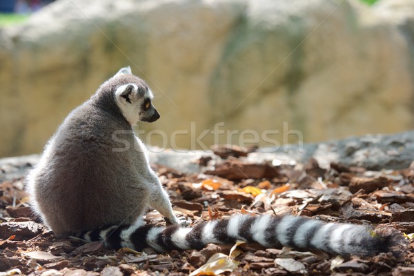 森林 動物 囚禁 瓦倫西亞 西班牙 商業照片 © pedrosala