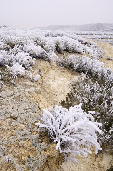 морозный пейзаж текстуры природы снега белый Сток-фото © pedrosala