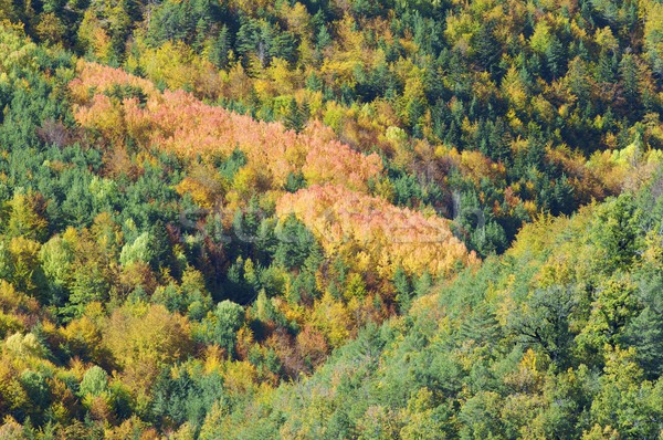 Fall forest Stock photo © pedrosala