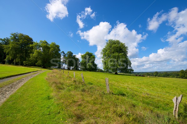 Foto d'archivio: Normandia · verde · prato · alberi · Francia · cielo