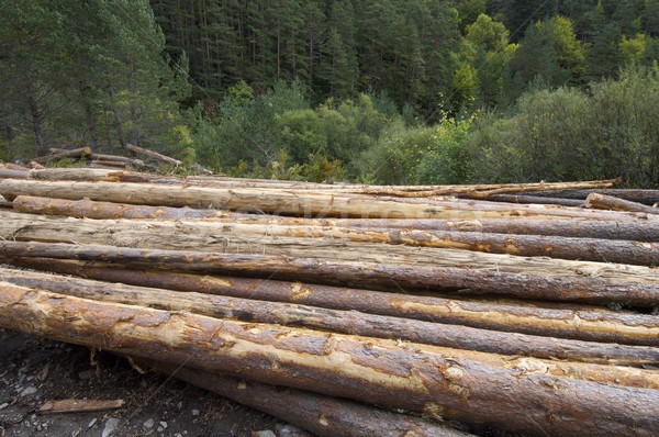 deforestation Stock photo © pedrosala