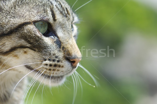 Gato cabeza verde amor ojos casa Foto stock © pedrosala