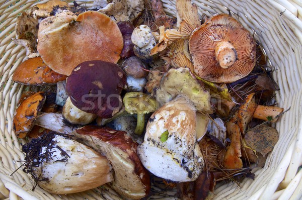 mushroom basket Stock photo © pedrosala
