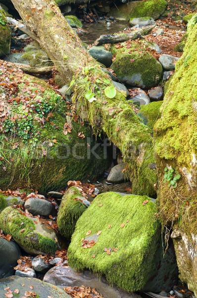 Lussureggiante foresta valle foglia viaggio vita Foto d'archivio © pedrosala