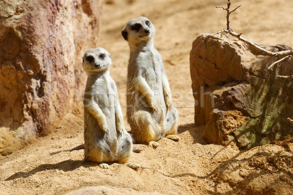 Meerkat in a zoo Stock photo © pedrosala