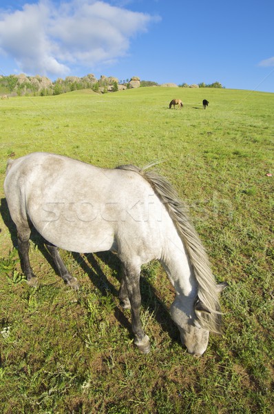 Cavalli prato Mongolia cielo nubi erba Foto d'archivio © pedrosala