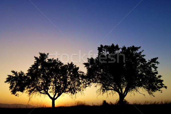 Naplemente sziluett fák égbolt fa erdő Stock fotó © pedrosala