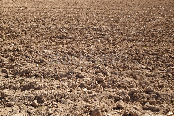 Farmland Stock photo © pedrosala