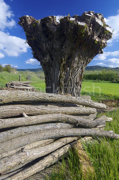 felled tree Stock photo © pedrosala