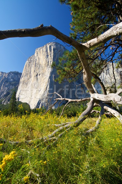 El Capitan Stock photo © pedrosala