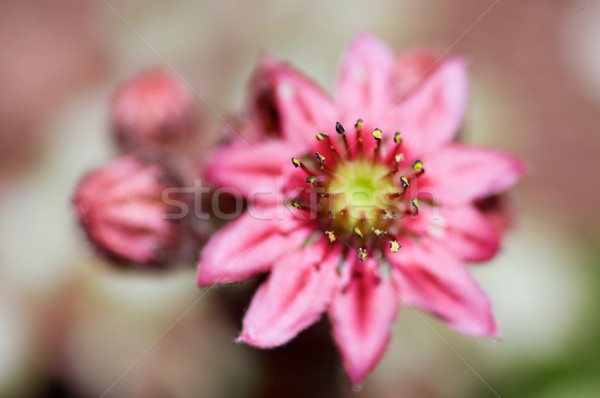 Sempervivum montanum Stock photo © pedrosala