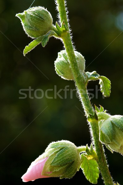 Floare mugur vedere textură natură plantă Imagine de stoc © pedrosala