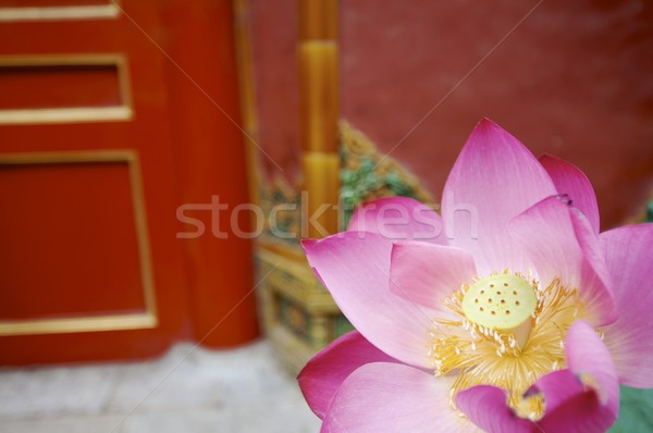 Rosa cidade proibida Pequim flor folha Foto stock © pedrosala