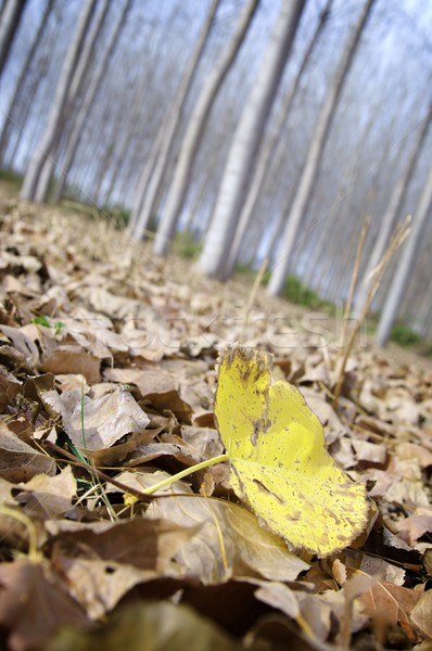 Automne jaune feuille peuplier ciel [[stock_photo]] © pedrosala