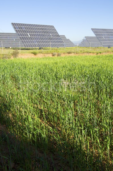 Fotovoltaïsche zonne veld weide blauwe hemel industriële Stockfoto © pedrosala