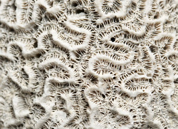 Stock foto: Korallen · Textur · Detail · Wasser · Natur · Meer